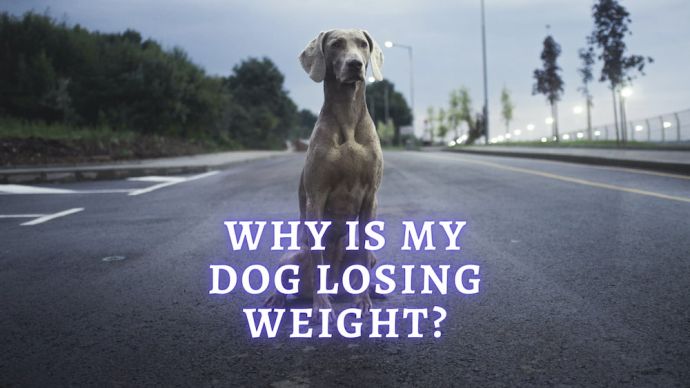 dog losing weight