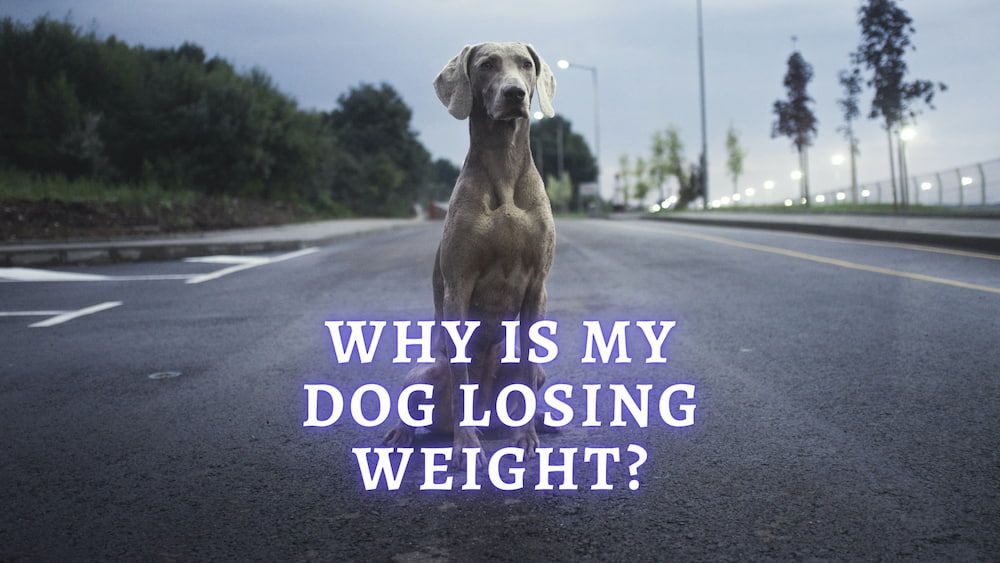 dog losing weight