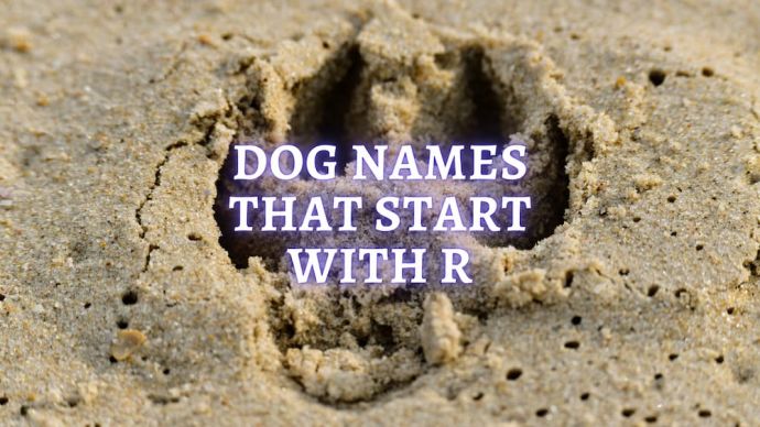 dog names that start with r