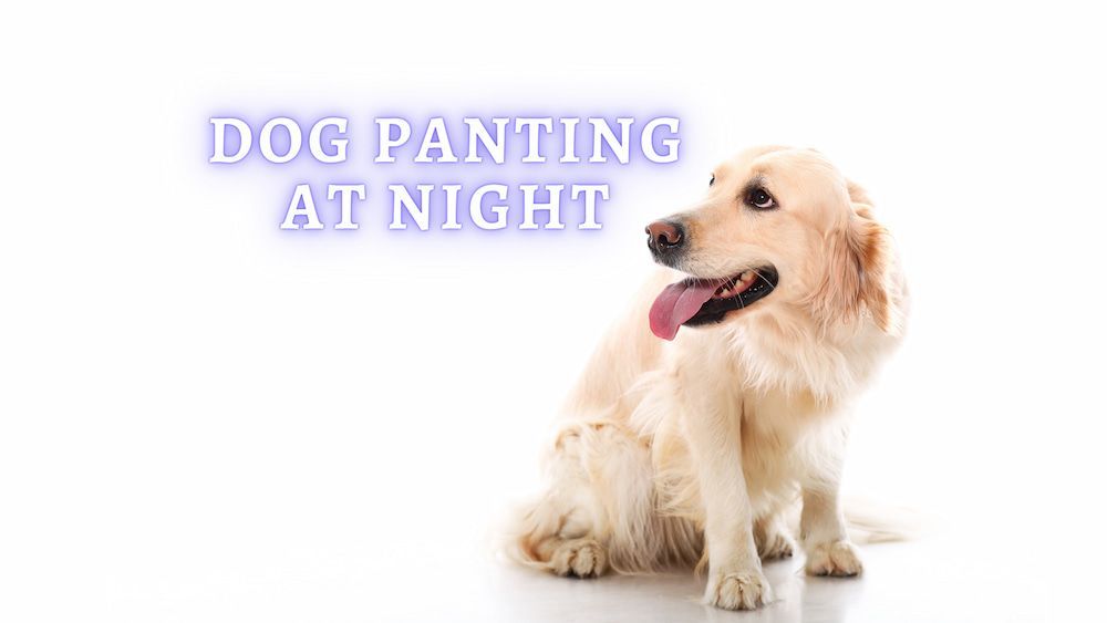 dog panting at night