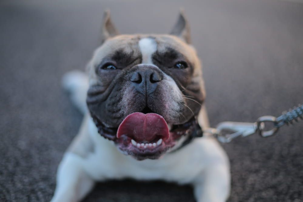 11 Reasons Why Your Dog Is Panting At Night - ThePets