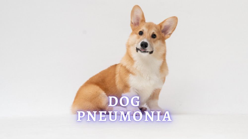 Dog Pneumonia Symptoms, Treatment and Recovery (Vet Advice)
