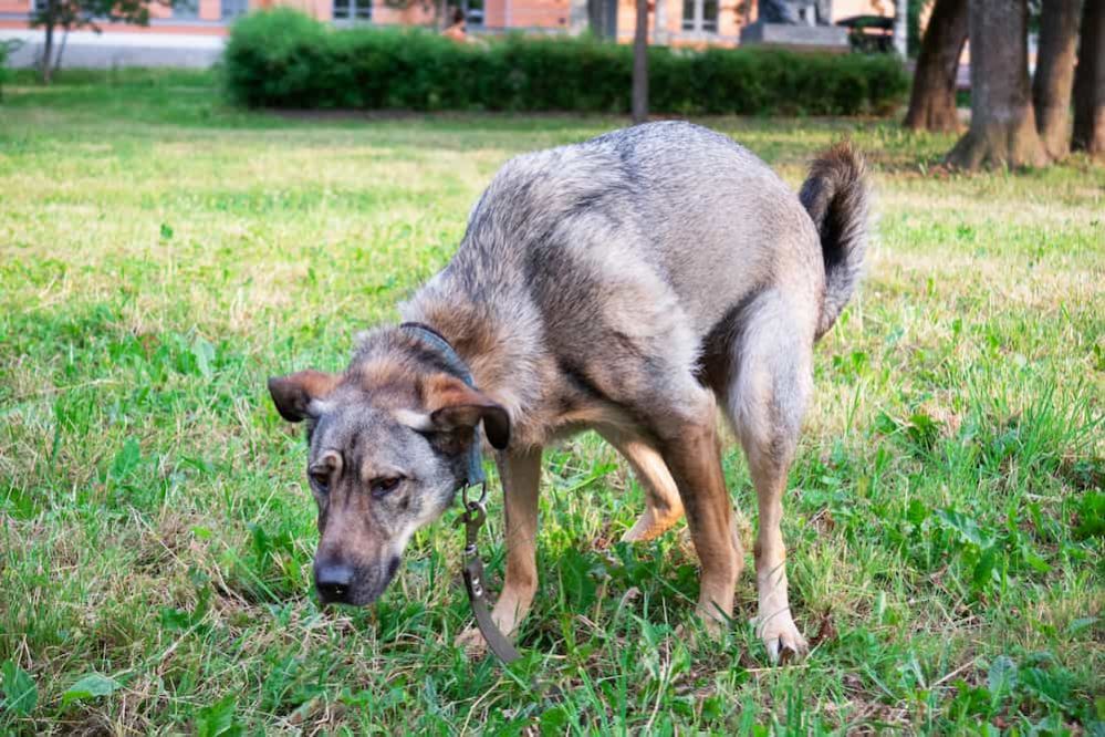 White Specks In Dog Poop: Causes and Treatment (Vet Advice)