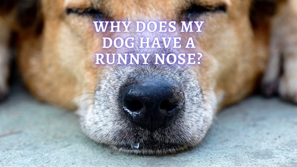 Why Does My Dog Have a Runny Nose?