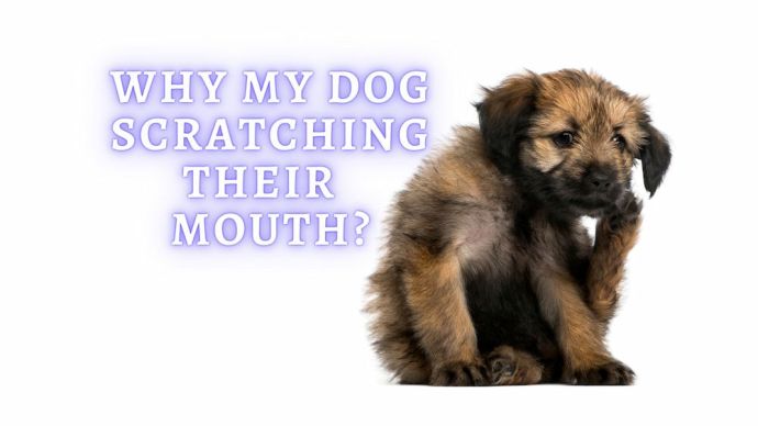 Dog Hiccups Why Do Dogs Get Hiccups How To Stop Dog Hiccups