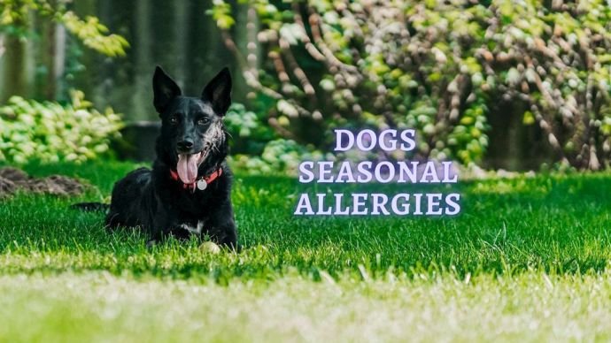 Dogs Seasonal Allergies