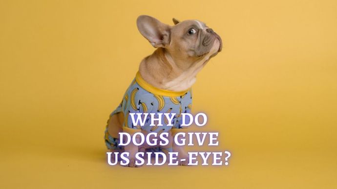dog side eye