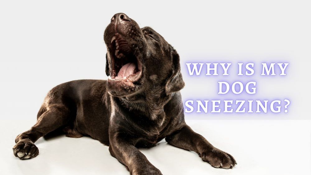 home remedies for sneezing dog