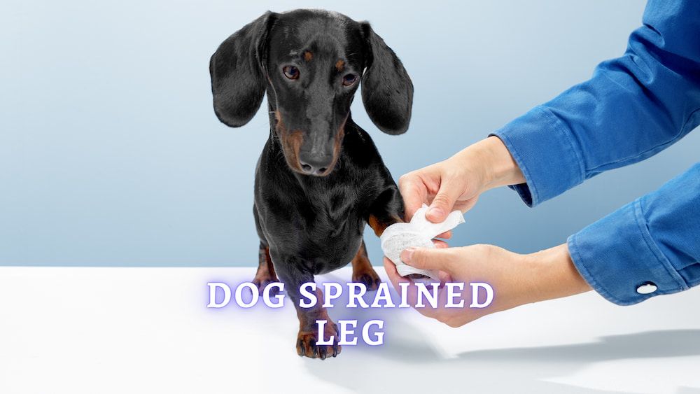 dog sprained leg