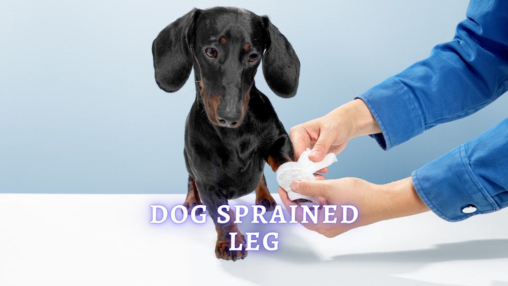 canine-sprained-leg-indicators-your-canine-sprained-a-leg-and-what-to