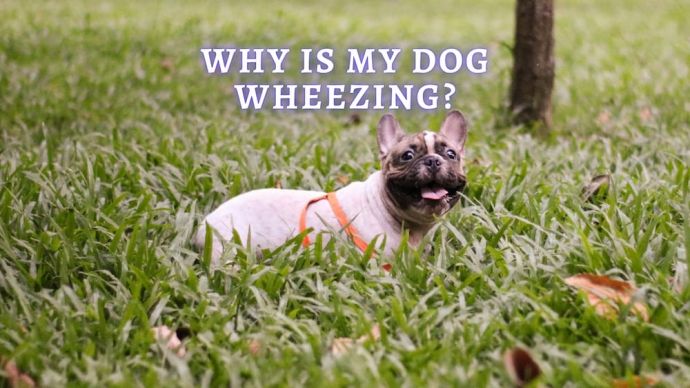 dog wheezing