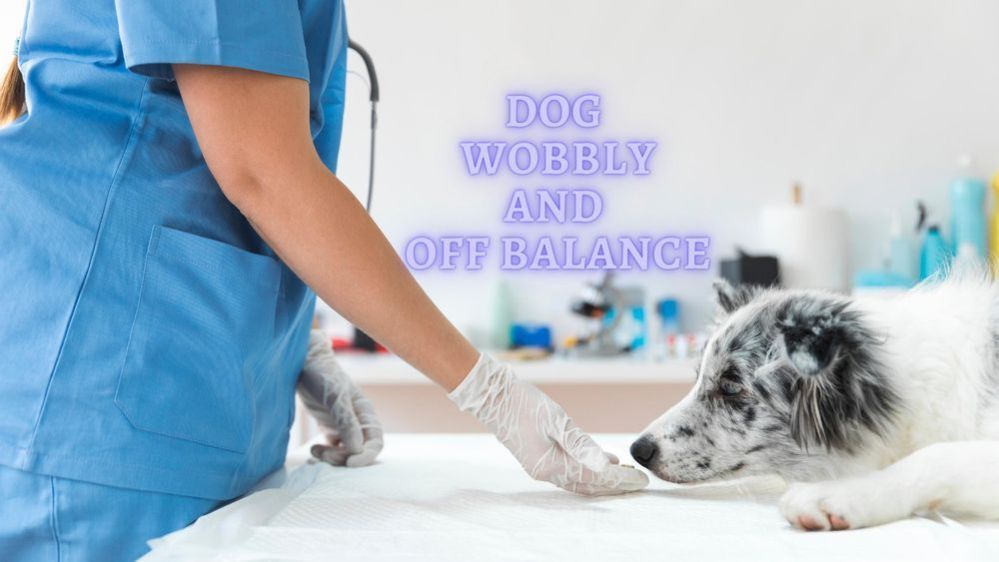 ᐉ My dog is Wobbly and off Balance Reasoons Why Dog losing balance