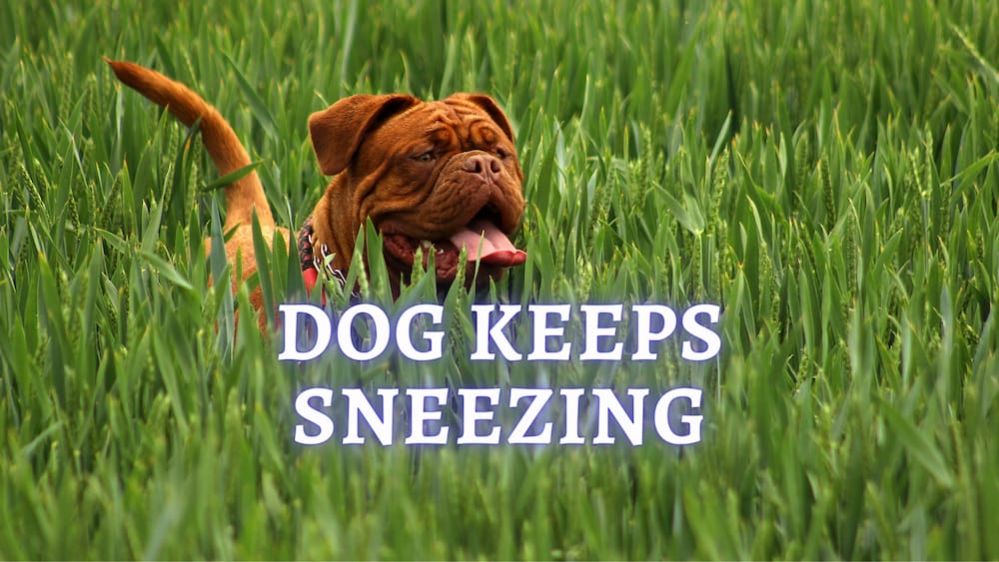 My Dog Keeps Sneezing Why is my dog keep sneezing?