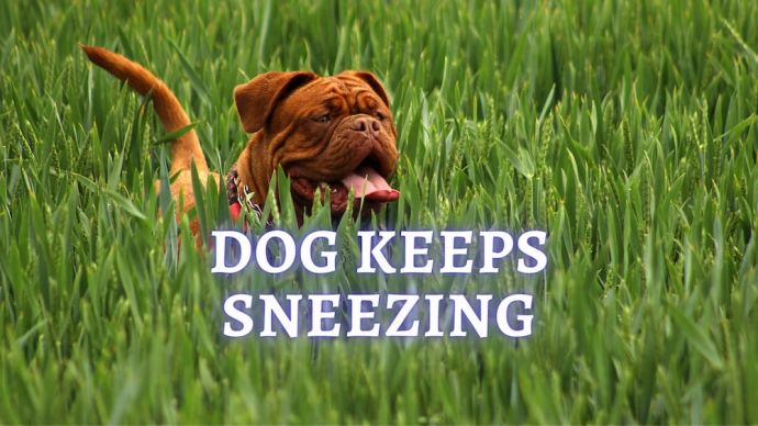 dog won't stop sneezing