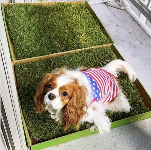 Best Artificial Grass for Dog Potty 10 Best Indoor Dog Potties Reviews