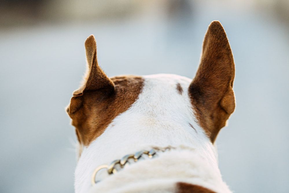 9 Reasons Why Do Dogs Put Their Ears Back?