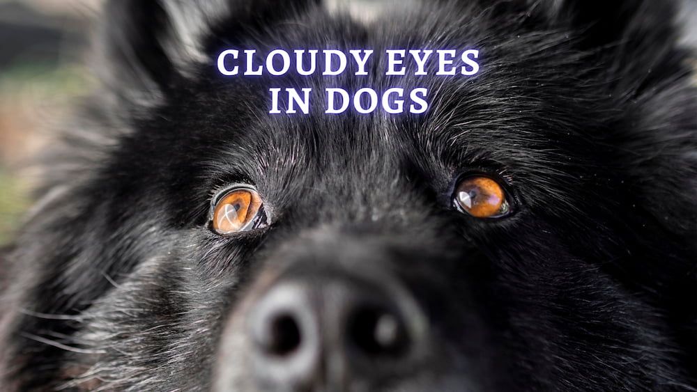 dogs eyes cloudy
