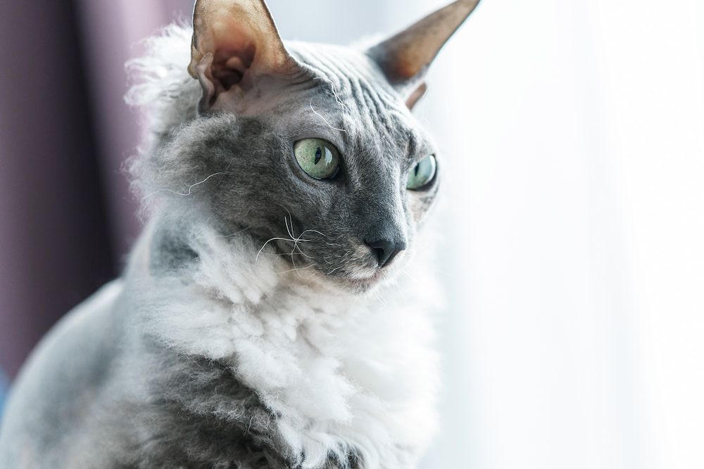 donskoy cat portrait
