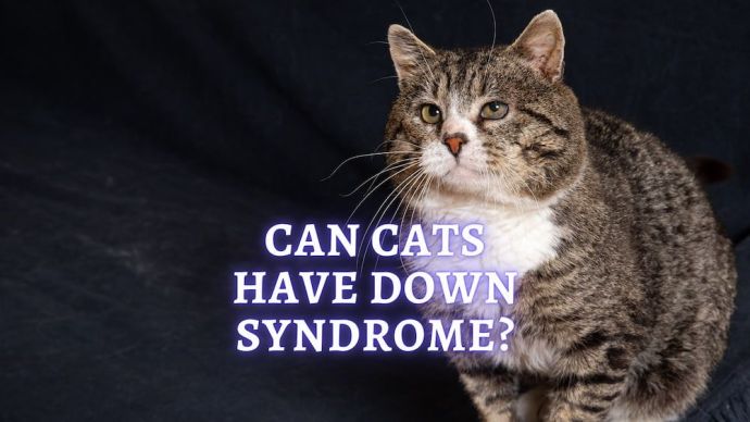 down syndrome cat