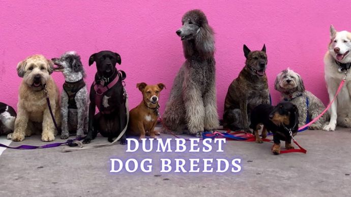 dumbest dog breeds