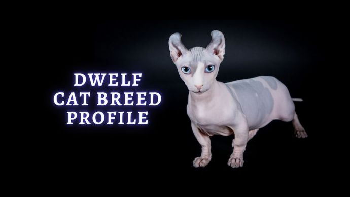 dwelf cat breed profile