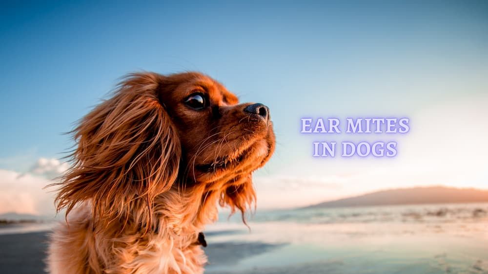 ear mites in dogs
