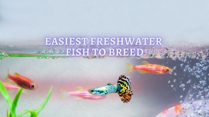 easiest freshwater fish to breed