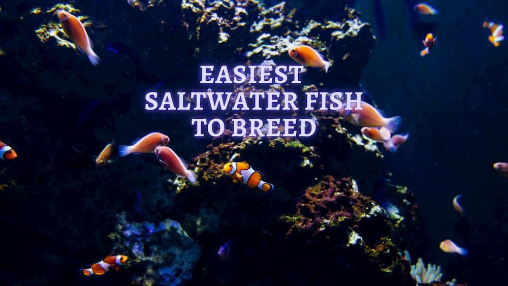easiest saltwater fish to breed