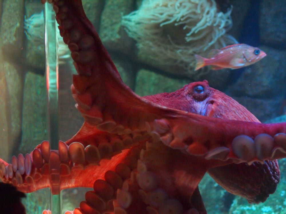 east pacific red octopus