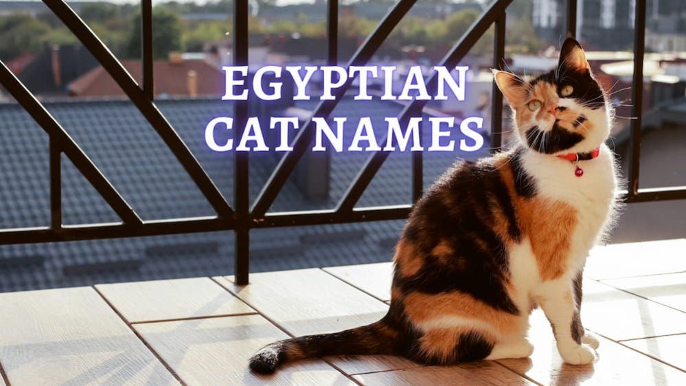 Egyptian Cat Names 70 Egyptian Cat Names and their Meanings