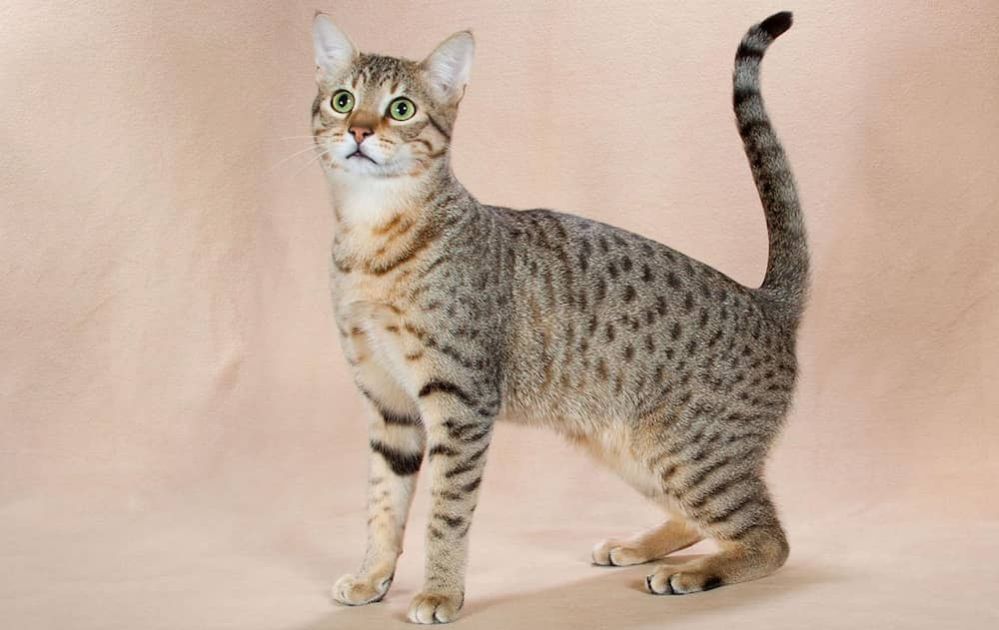 Rare Cat Breeds: 15 Exotic Rare Breeds