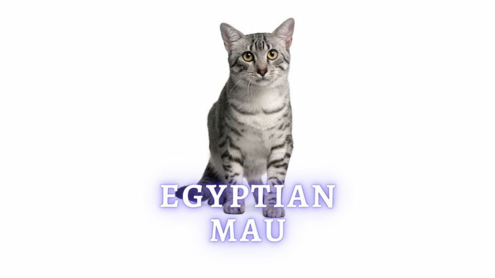 Egyptian Mau Cats Personality, Health and Lifespan
