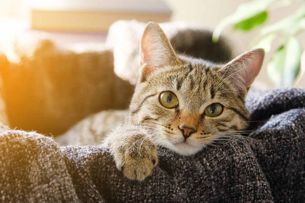 Signs of Aging in Cats How to tell if your Cat is Getting Old