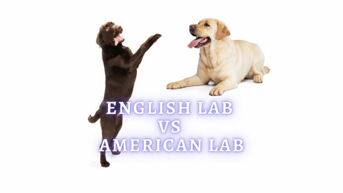 english lab vs american lab