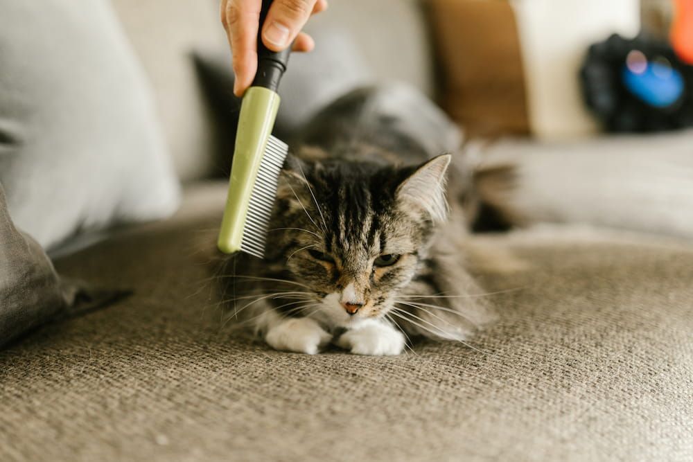 equipment you need to get rid of fleas on kittens