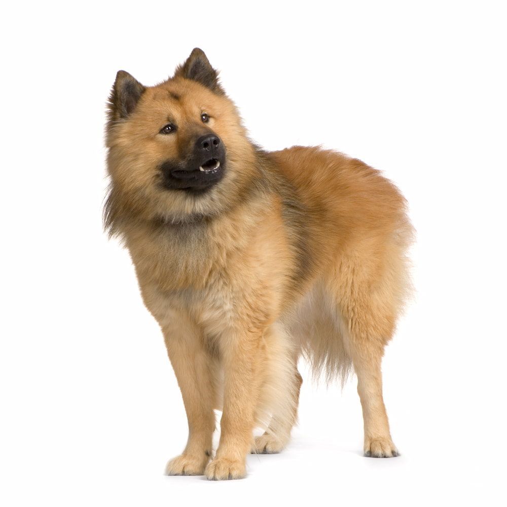 eurasier dog