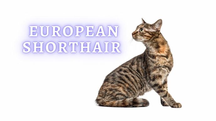 european shorthair cat breed