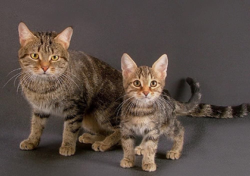 european shorthair kittens