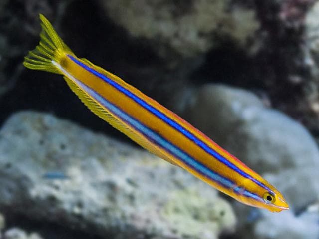 fang blenny easy saltwater fish to breed