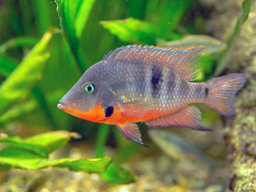 fire mouth cichlid