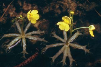 floating bladderwort best for aquarium