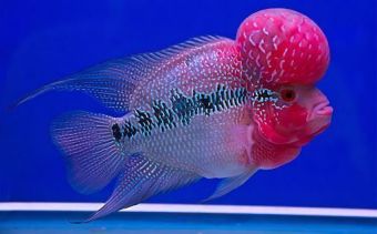 ᐉ Exotic Freshwater Fish: Types of Most Exotic Freshwater Aquarium Fish