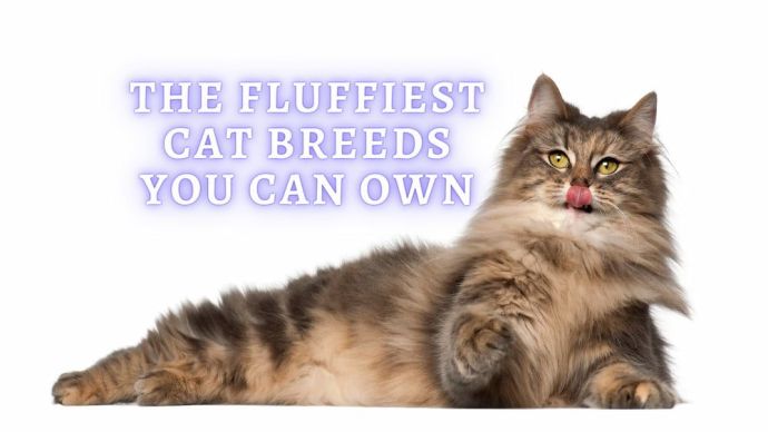 fluffy cat breeds