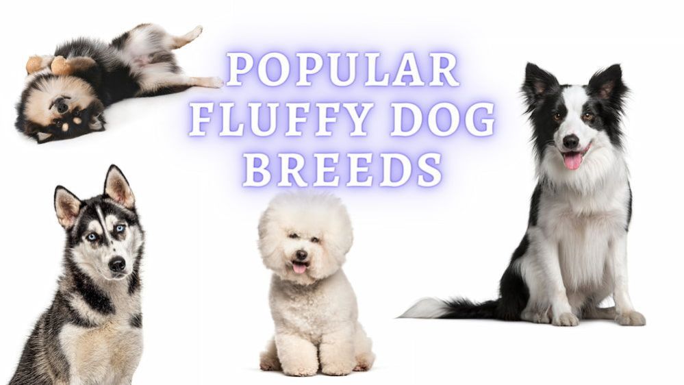 Fluffy Dog Breeds: Most Popular Fluffy Dog Breeds