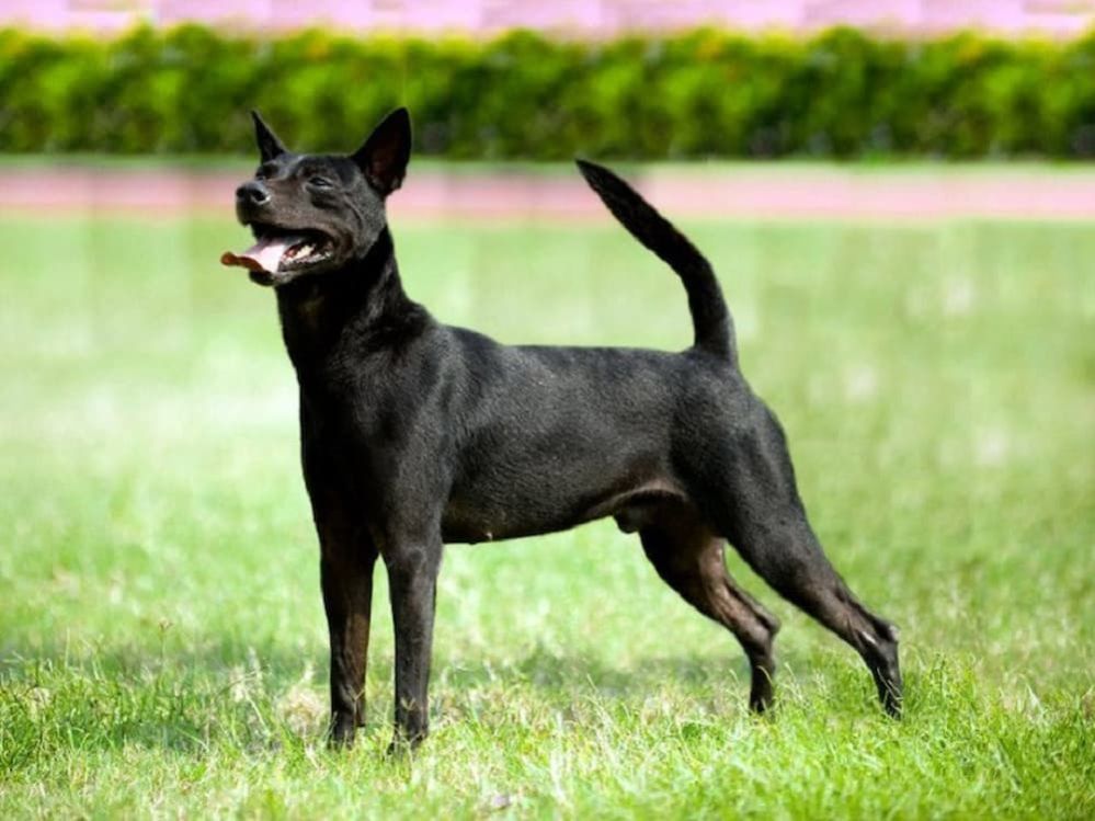 Mountain Dog Breeds 15 Gentle Giants From Mountains