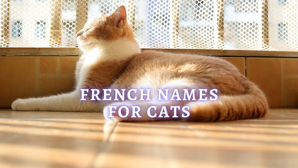 French Cat Names 75 French Names For Cats