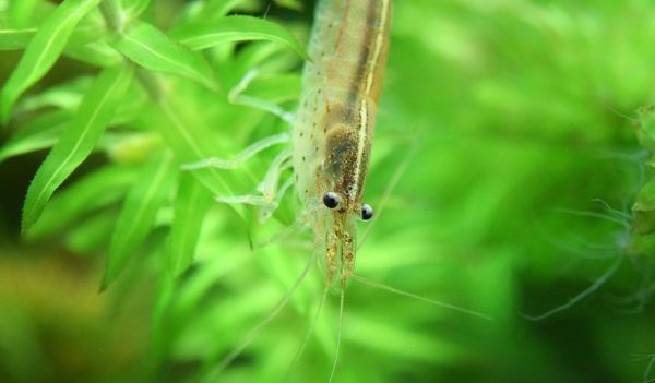 freshwater-ghost-shrimp