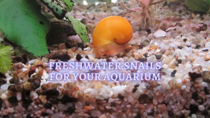 freshwater snails for the aquarium