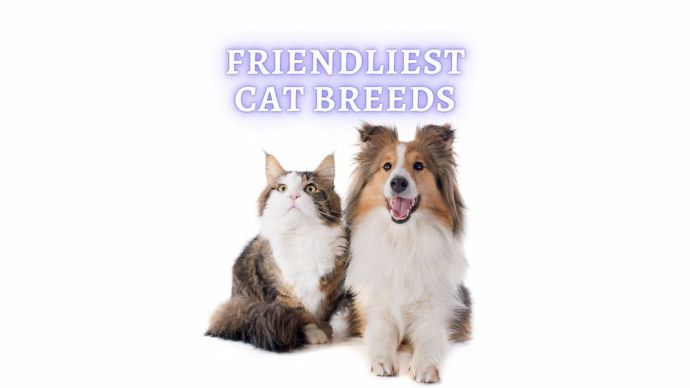friendliest cat breeds