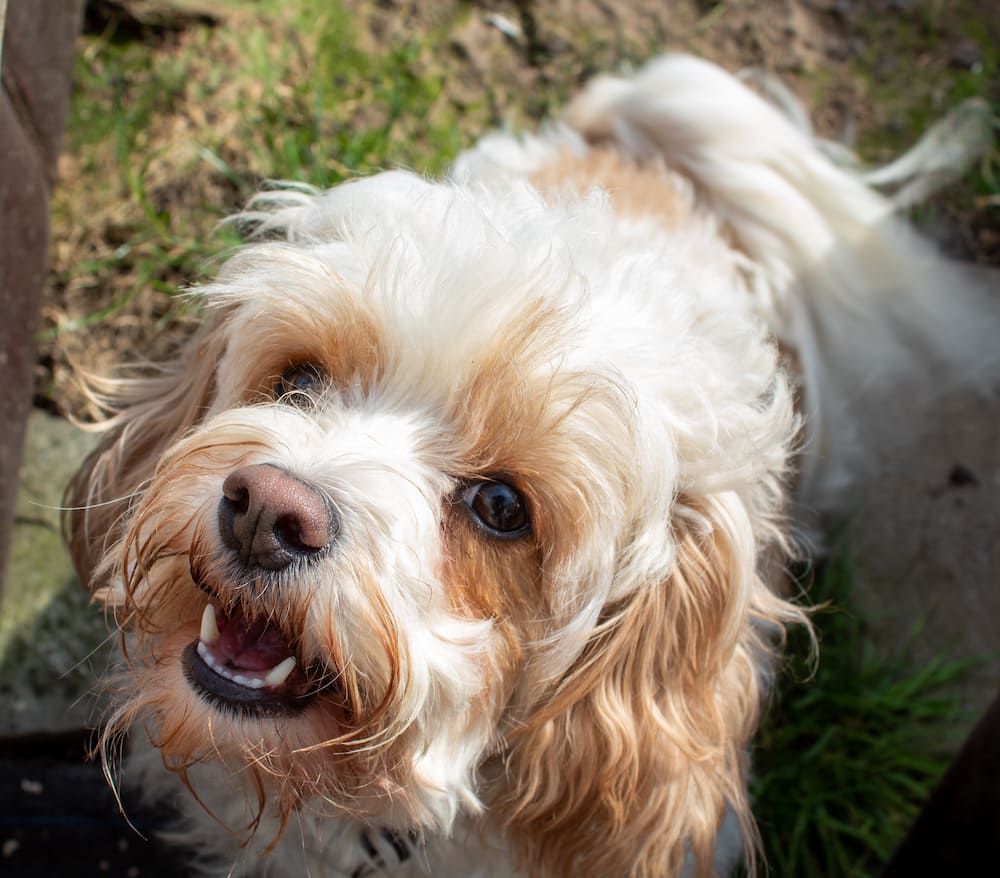 full grown cavachon